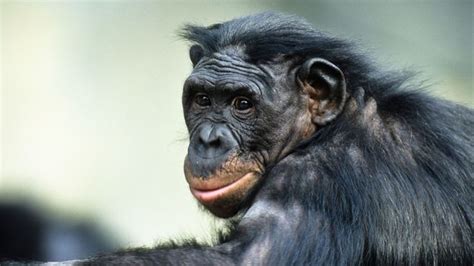Bbc Earth Do Bonobos Really Spend All Their Time Having Sex