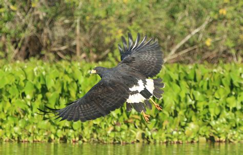Great Black Hawk A Foster Nature Travel Birding