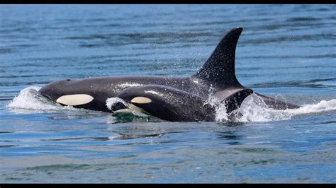 Orcas Never Before Seen Behavior Left Scientist ‘horrified And