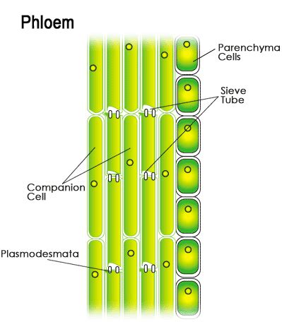 What is commonly referred to as 'sap' is indeed the substances that are being transported around a plant by its xylem and phloem. sections of phloem diagram - Science - Tissues - 7956217 ...