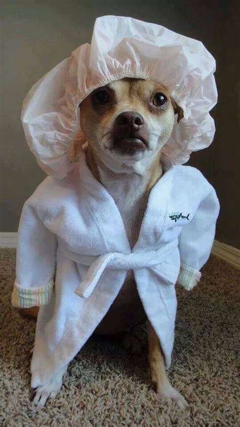 Dog With Shower Cap And Robe Funny Animal Pictures Cute Animals Funny