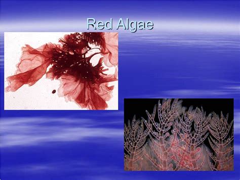 Red Algae Labeled