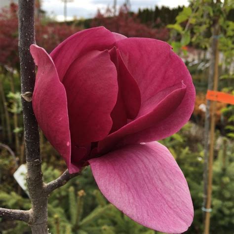 Magnolia Black Tulip Magnolie Krzewy Ozdobne