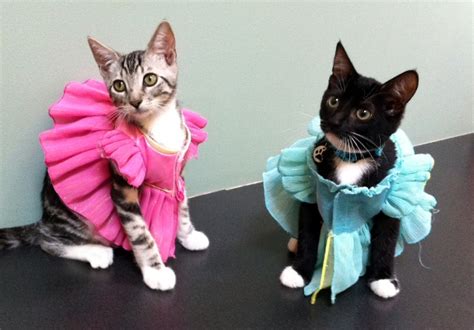12 Purr Fect Reasons To Dress Up Your Cat Sheknows