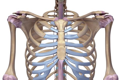 Anatomy Of Rib Cage And Sternum The Thoracic Cage The Ribs And My Xxx Hot Girl
