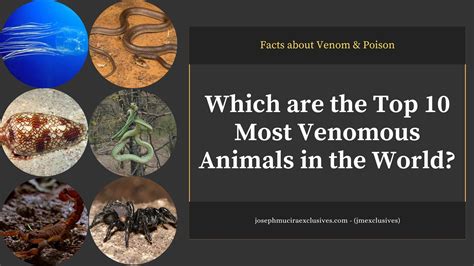 10 Most Venomous Animals In The World Venomous Animals Animals Of