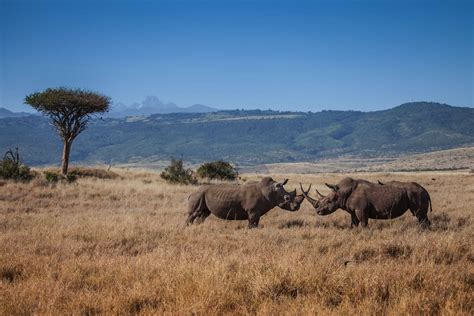 Kenya Masai Mara Big 5 Safaris And Masai Culture