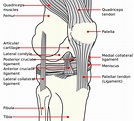 File:Knee diagram.svg - Wikipedia