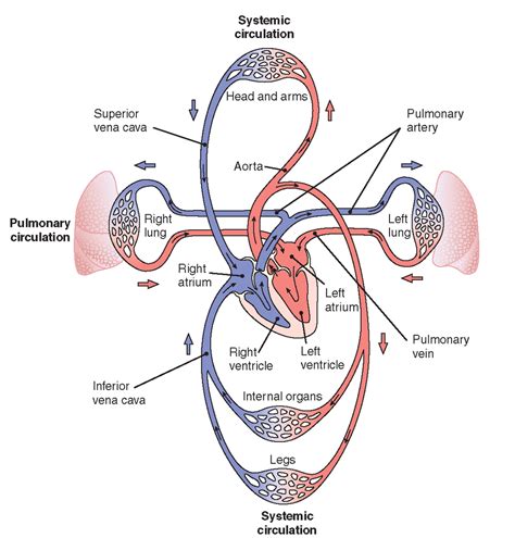 What Is The Difference Between Pulmonary Circulation And Systemic