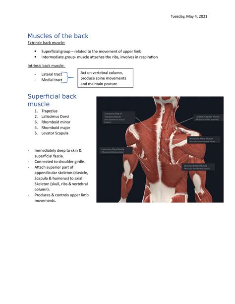 Back Muscle Diagram / Back Muscles 28 Major Muscles Of The Back Earth S Lab - The back has some 