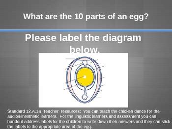 The anatomy of a chicken egg. 34 Label The Parts Of An Egg - Labels Database 2020