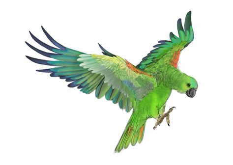Real Parrot Clipart 20 Free Cliparts Download Images On Clipground 2023