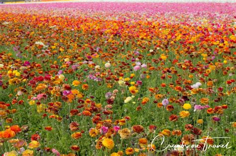 In The Colorful Flower Fields Of Carlsbad Crumbs On Travel