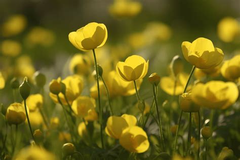 Yellow Buttercup Flower Meaning Symbolism And Spiritual Significance