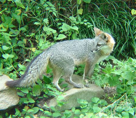 Delaware State Wildlife Animal Grey Fox
