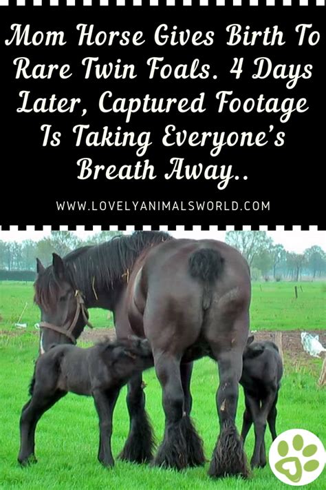 Rare Twin Foals Captivating Footage Of A Mother Horses Unbreakable Bond