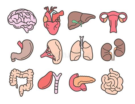 Iconos Aislados Plano Médico De La Anatomía Del Vector De Los órganos