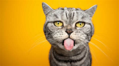 Why Does My Cat Stick His Tongue Out 14 Common Reasons