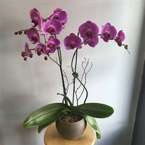 Double Stem Purple Orchid In San Francisco Ca Polk Street Florist