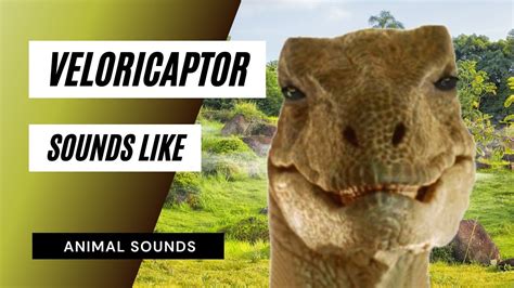 Velociraptor Sounds Like What Does A Velociraptor Sound Like Youtube