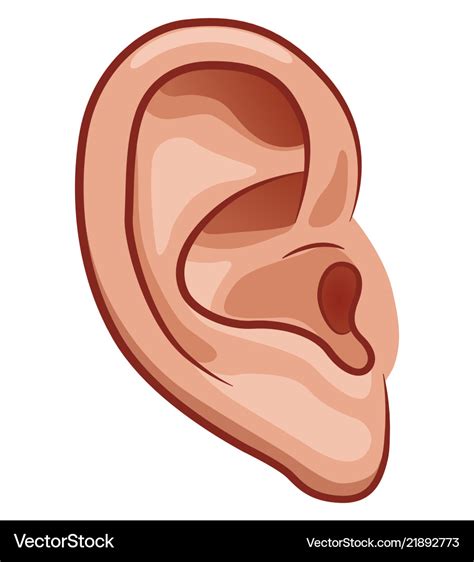 Ear On White Background Royalty Free Vector Image
