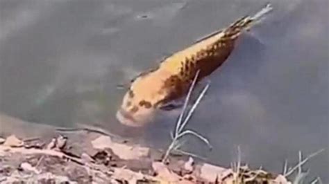 Fact Or Fiction Video Shows Fish With Human Like Face