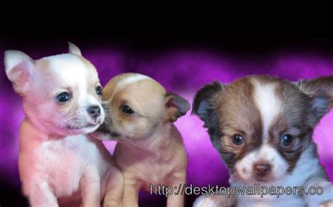 46 Free Chihuahua Puppy Wallpapers Wallpapersafari