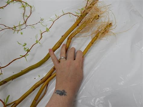 Tutorials Well Rooted Sprouting Willow Weave