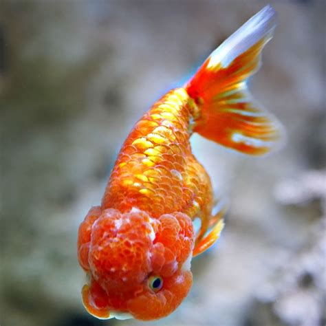 Beautiful Goldfish To See In Your Pond Or Aquarium All Photos Are Taken By Windsor Fish