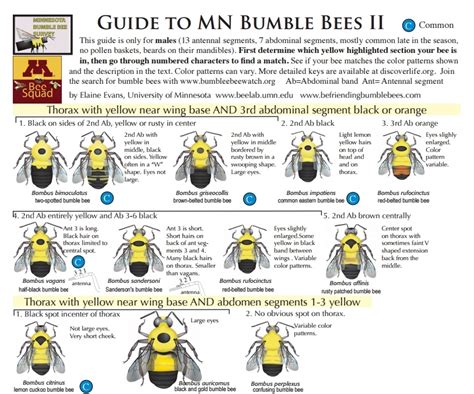 Bumble Bee Id Links Pictorial Key To The Bumblebees Of Minnesota
