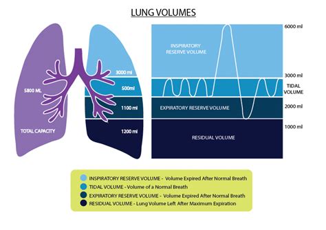 Tidal volume is the volume of air inhaled in a. Lung Capacity Infographics | Visual.ly