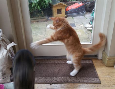 Finny, the new one, is a one year old neutered male. Are My Cats Fighting Or Playing? | TheCatSite