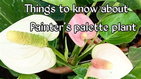 Painters Palette Plant Anthurium Andraeanum Care Guide Youtube