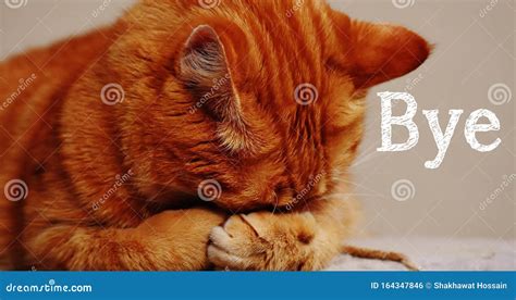 Bye Message With An Adorable Cat Bye Stock Photo Image Of