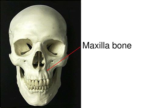 Ppt Maxilla Bone Powerpoint Presentation Free Download Id6875488
