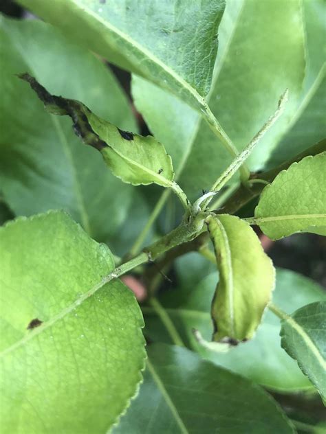 Pear Tree Leaves Turning Black Candra Teal