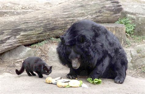 Pictured The Cat And Bear Best Friends Who Simply Cant Bear To Be