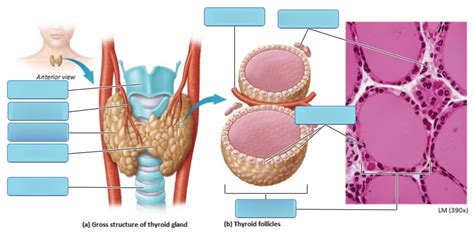 Histology Of The Thyroid Gland Diagram Quizlet