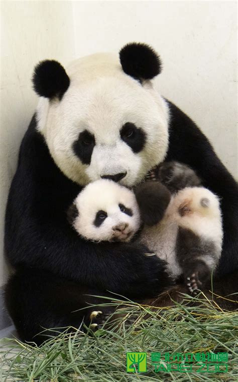 Panda And Mom Süße Tiere Pinterest Panda Panda Babies And Zoos
