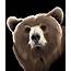 Grizzly Bear Digital Art By Nathan Hoffmann