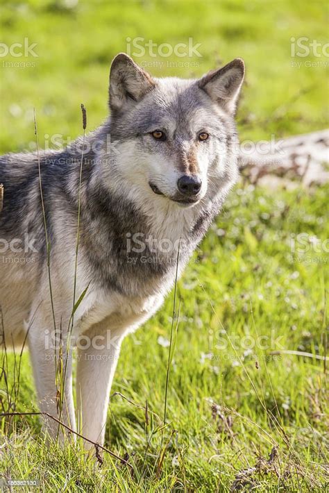 North American Gray Wolf Canis Lupus Stock Photo Download Image Now
