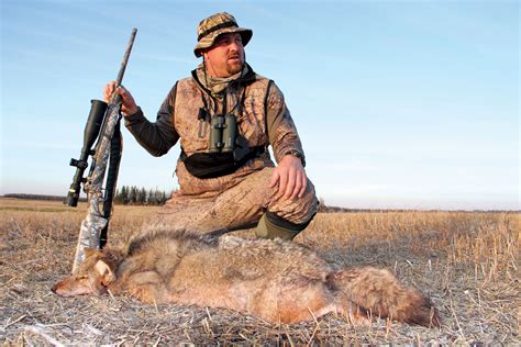 Does Shooting Coyotes Affect Deer Populations Grand View Outdoors