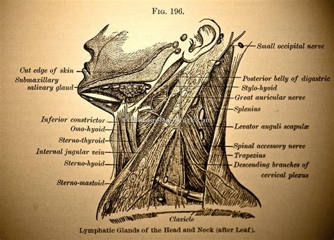 Vintagemedstock Lymph Nodes Of The Head And Neck