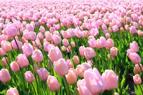 Pink Tulips Free Photo Download Freeimages