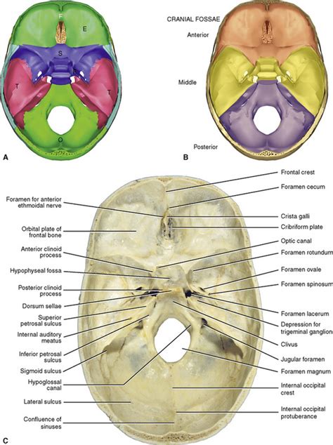 Floor Of Cranium Bones