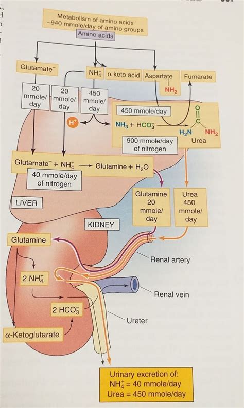 Pin On Anatomy And Physiology