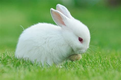 Fun And Interesting Facts About Rabbits Factspedia