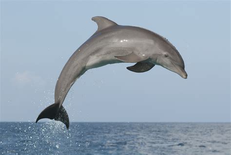 Learning About Dolphins For Homeschoolers