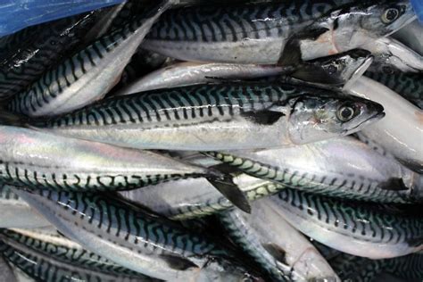 Mackerel Fish Supplier From Indonesia Seafood Products Mackerel Fish