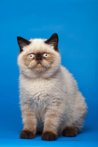 Himalayan Cat Breed Profile Personality Facts